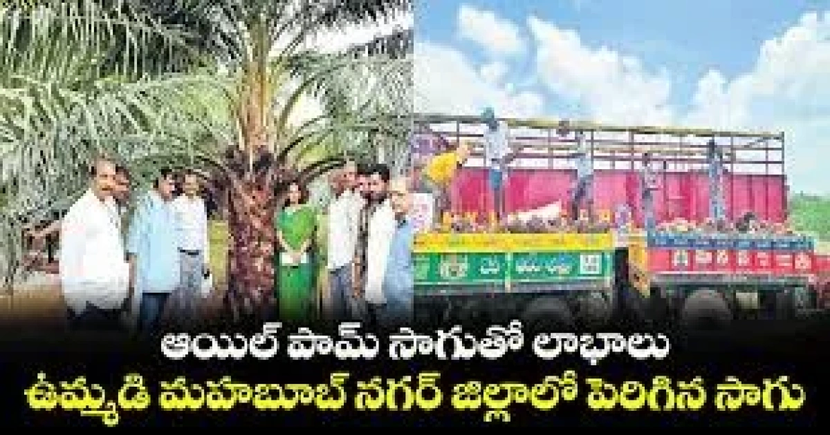 bumperafar scheme for farmers