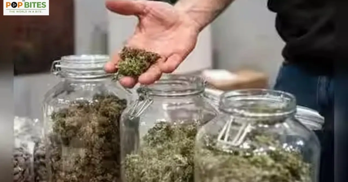 75-year-old woman arrested in hyderabad for alleged ganja sales