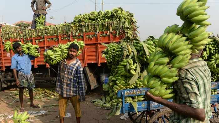 ఎగుమతులు ఆగిపోవడంతో అరటి రైతులకు భారీ నష్టం