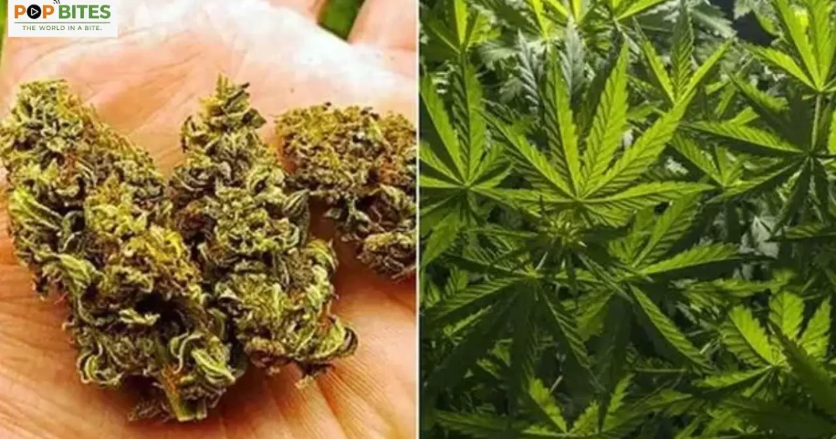 cannabis-use-raises-concern-in-karimnagar-villages