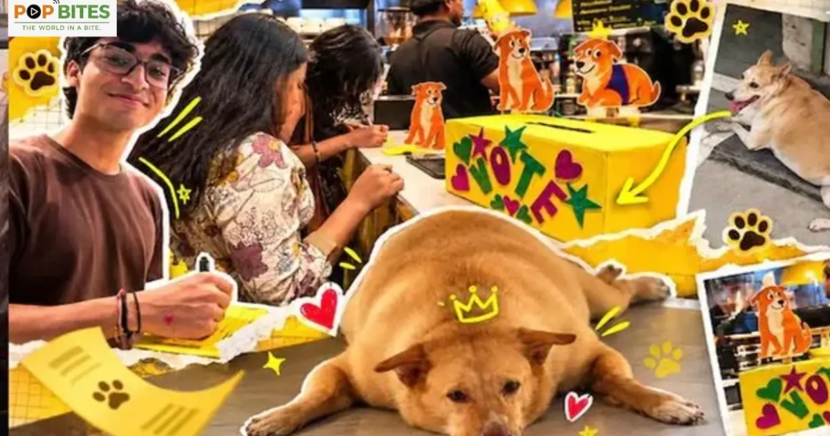 gola wins delhis viral fat dog election with thousands of votes