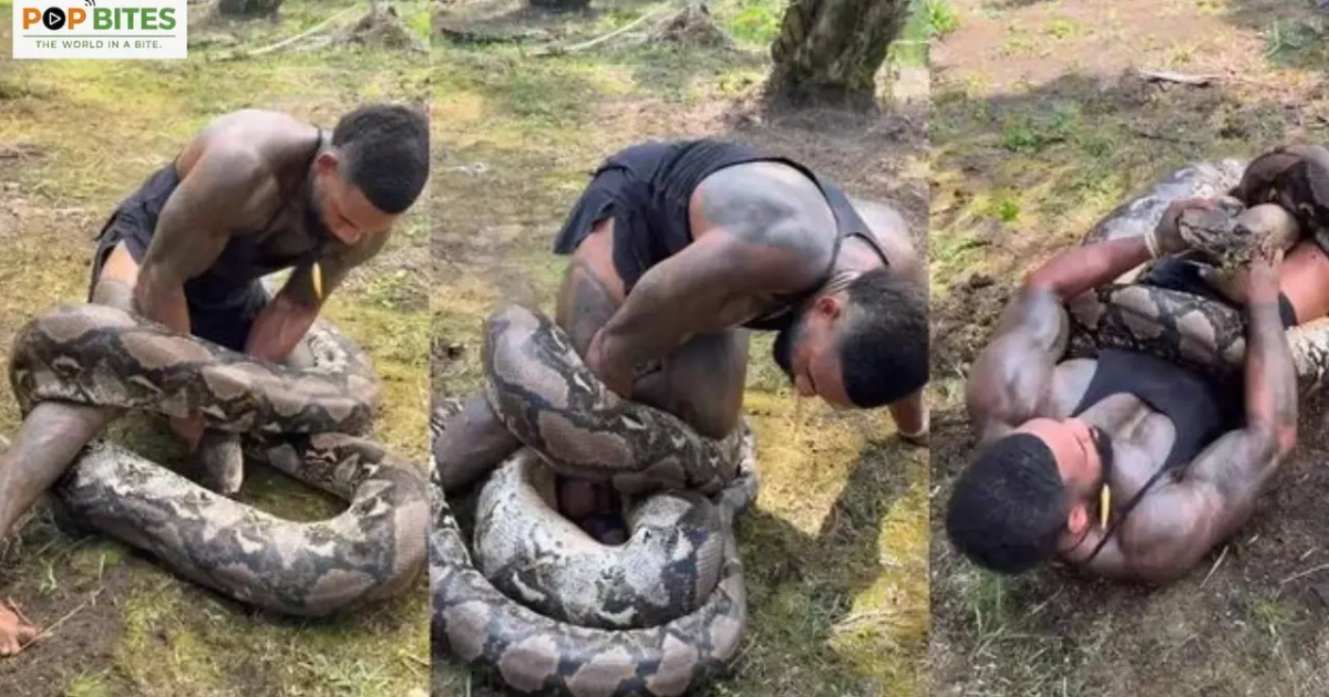influencer mike holston wrestles with 90-kg giant python in viral video