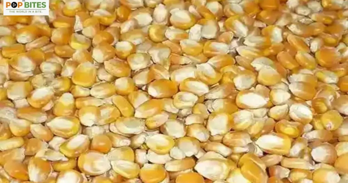 maize prices rise further warangal market records 2775 per quintal