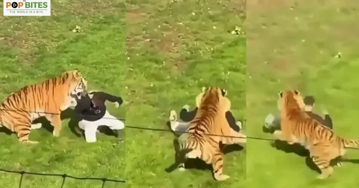 man dies after entering tiger enclosure at yorkshire wildlife park