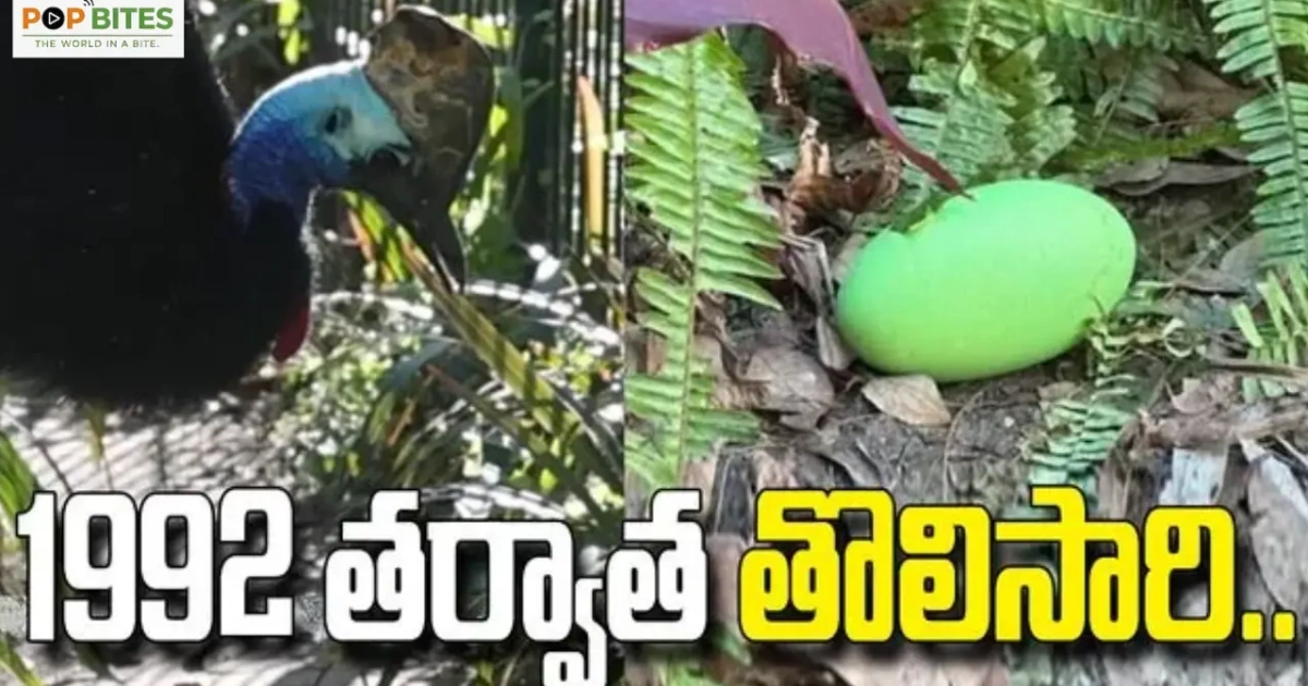 rare cassowary egg laid at adelaide zoo for the first time since 1992