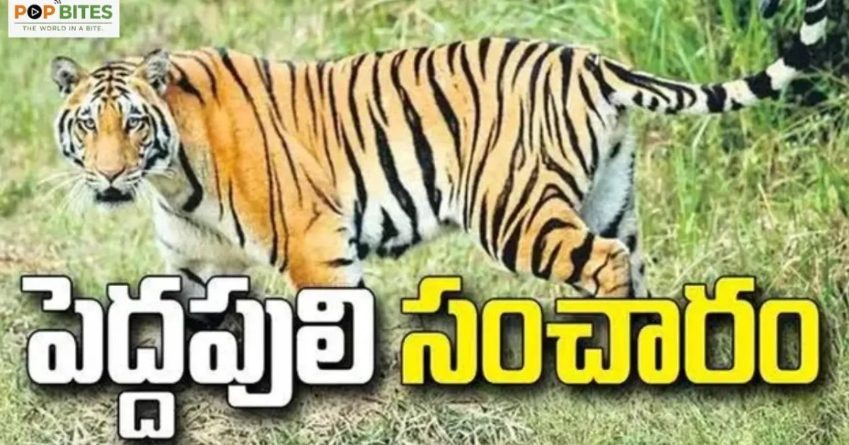 tiger movement creates panic in markapurams ardhaveedu mandal